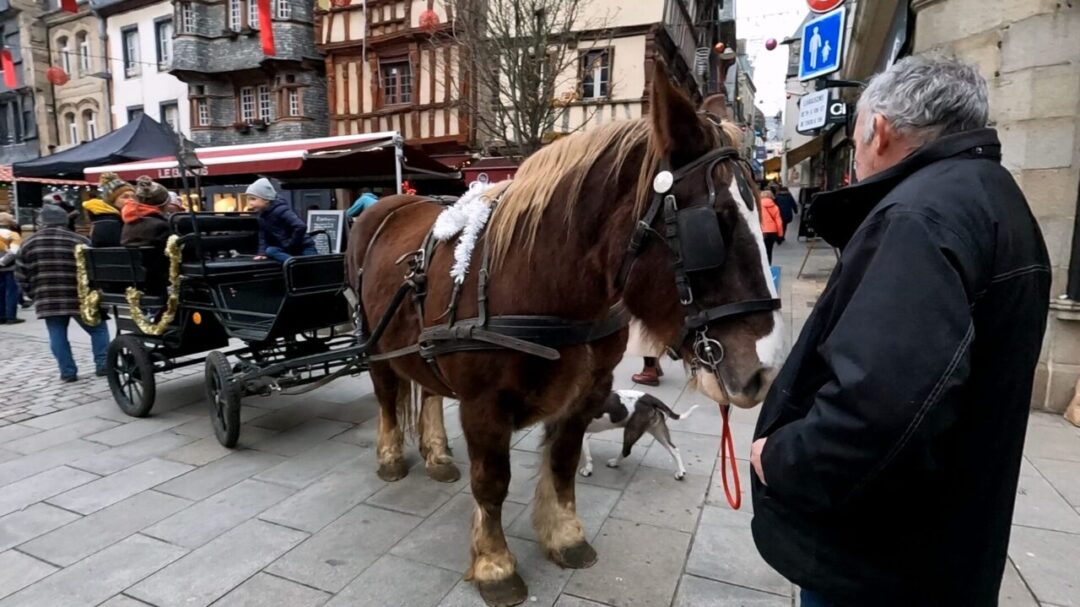 A horse standing in Place du Centre Christmas Market, with children riding in a carriage behind. Place du Centre 크리스마스 마켓에 서 있는 말과 마차를 탄 아이들.