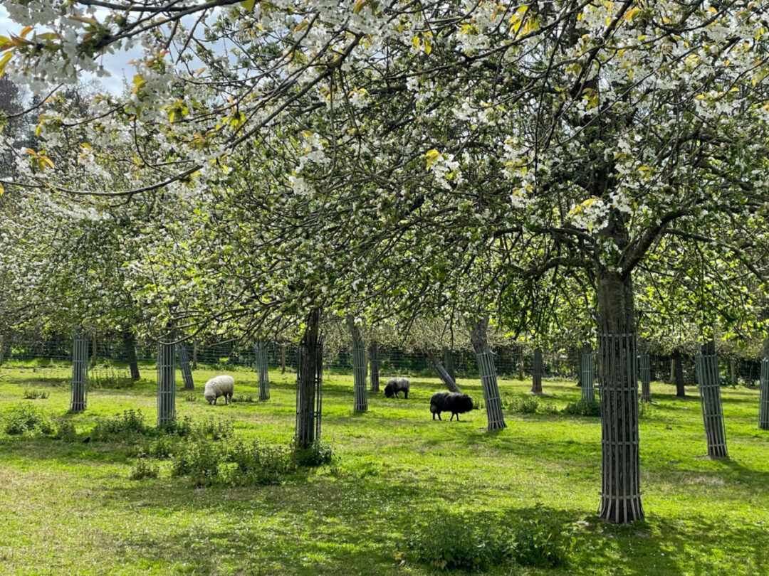 Paimpol travel orchard with white blossoms and grazing sheep at Abbaye de Beauport 빵뽈여행 보포르 수도원 과수원, 흰 꽃과 풀 뜯는 양들