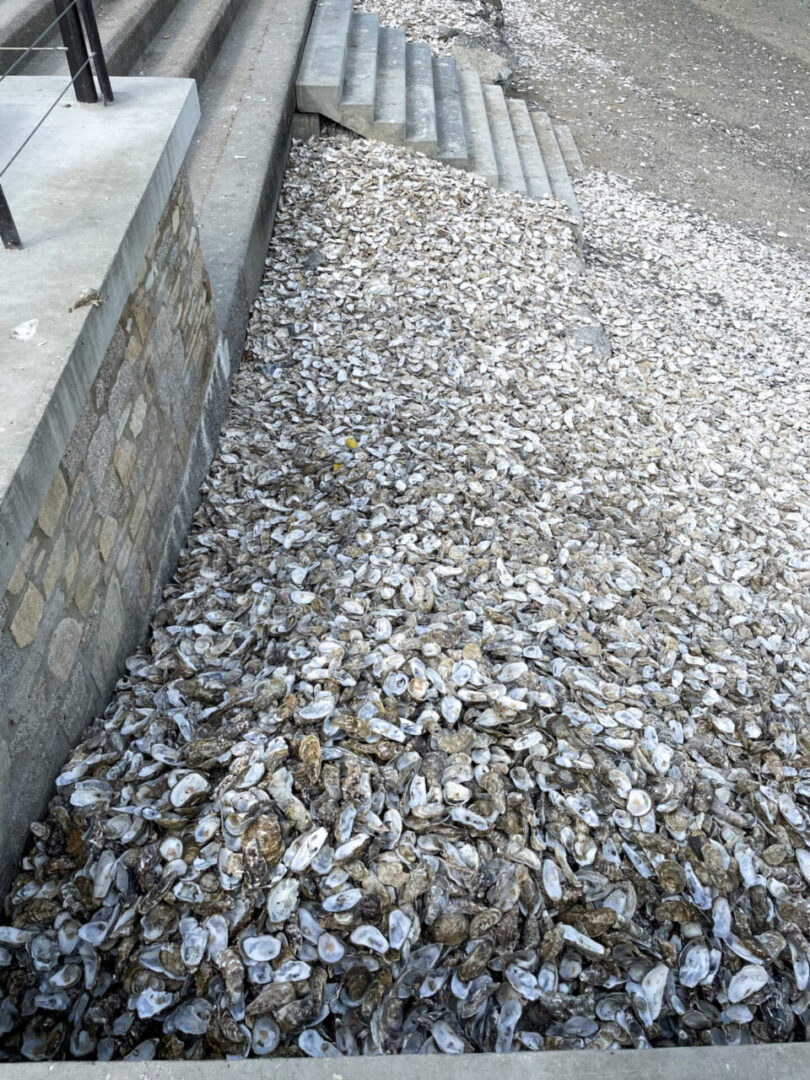 A large pile of discarded oyster shells at a Cancale oyster market. 캉칼 굴 시장에서 산처럼 쌓여 있는 굴 껍데기 더미.