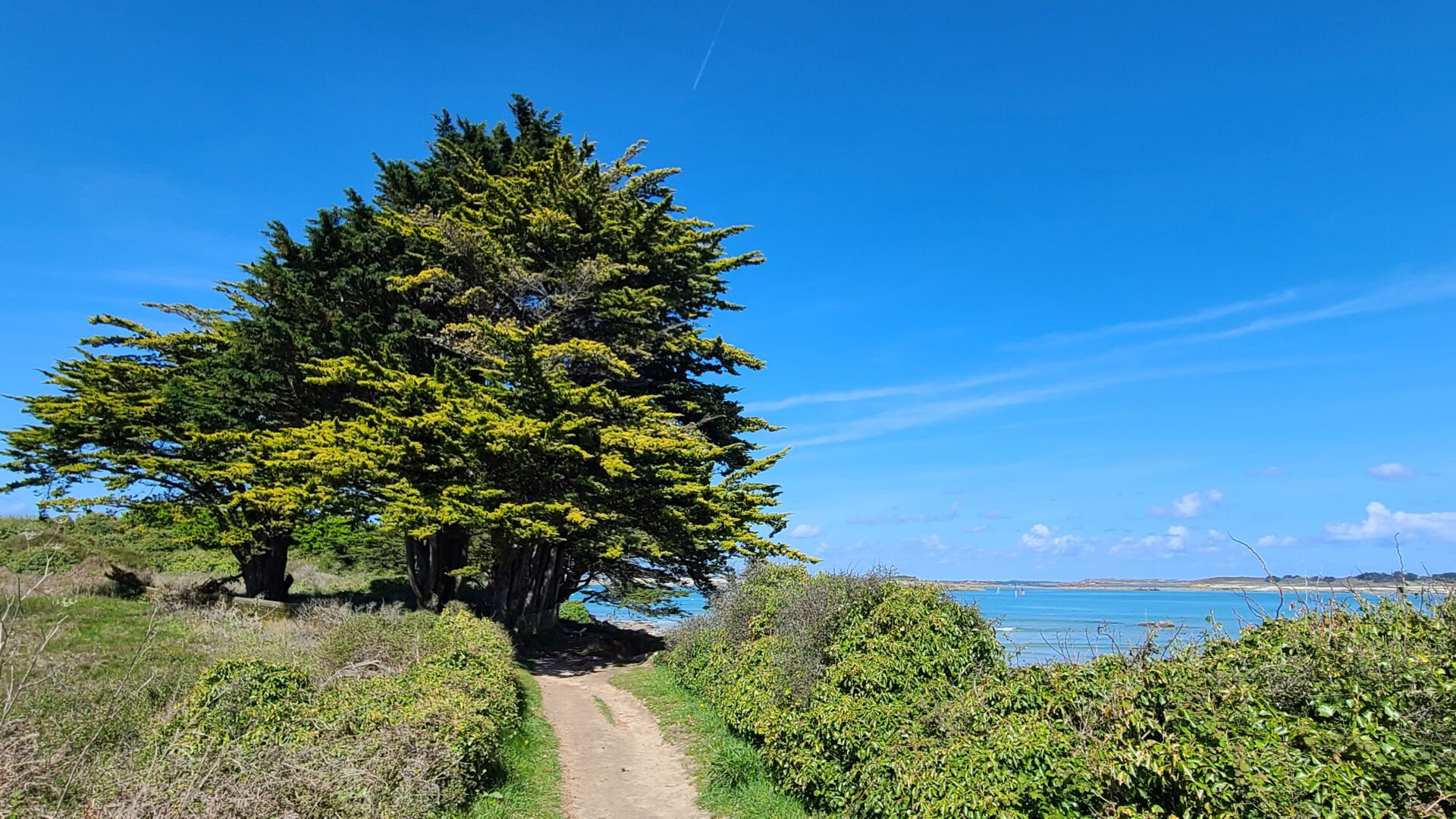 Ile Grande travel walking along the coastal trail under tall trees 일르그헝드여행 큰 나무 아래 해안 산책로를 걷는 모습