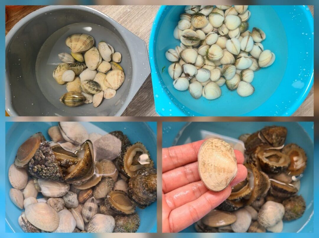 A collection of clams and limpets gathered from Île-Grande, soaking in water to remove sand. 일르그헝드에서 채취한 조개와 배말을 해감하기 위해 물에 담근 모습