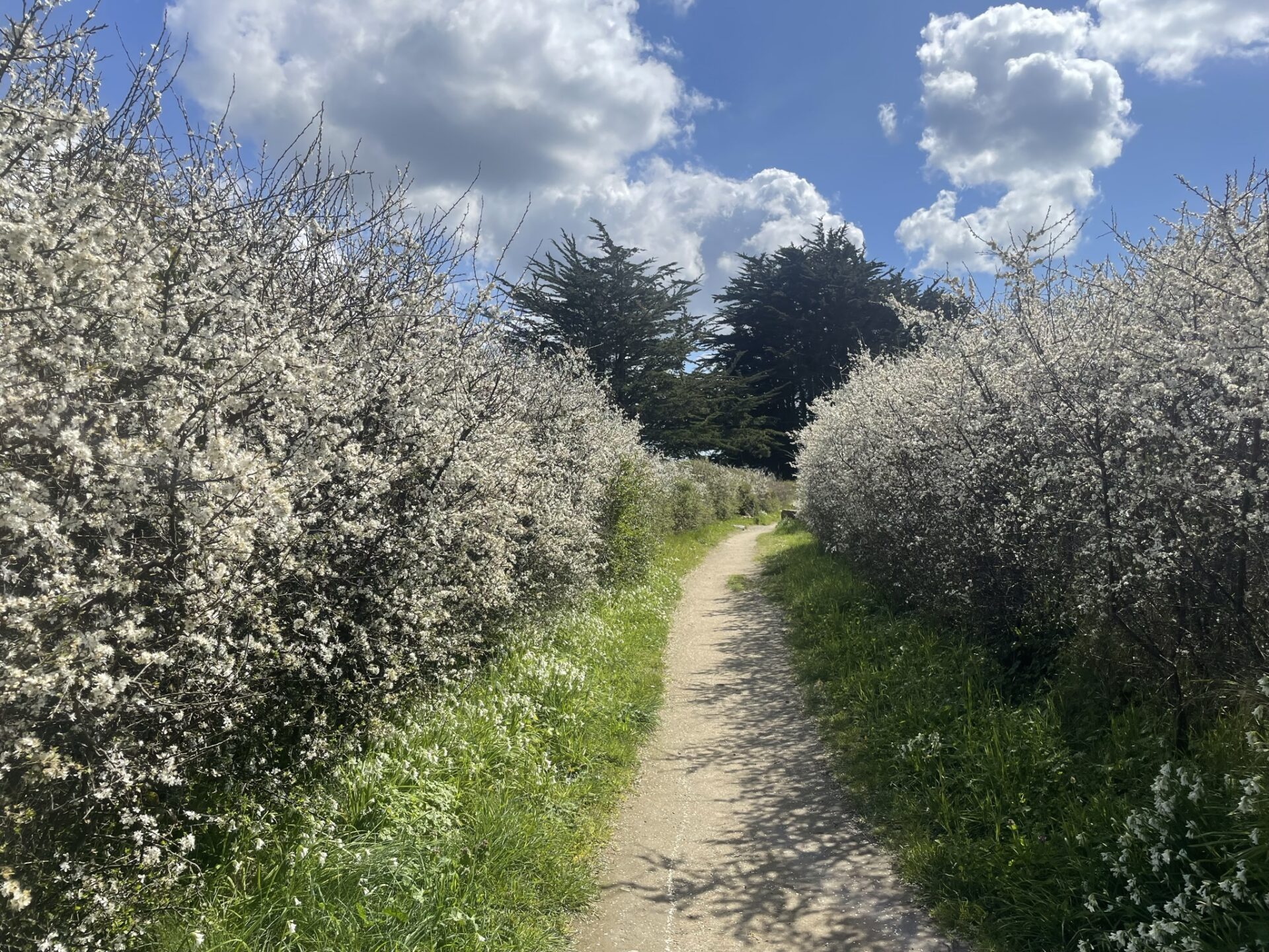 Ile Grande travel walking between tall white flowers 일르그헝드여행 키 큰 흰색 꽃밭 사이를 걷는 모습